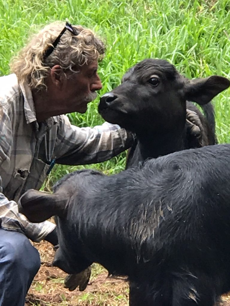 dairy water buffalo